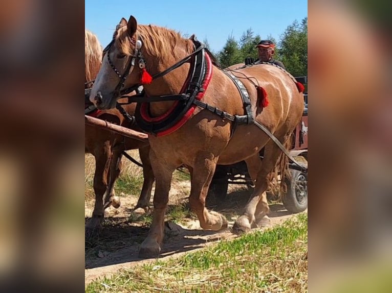 Sangre fría polaco Caballo castrado 7 años 166 cm Alazán in TUCZĘPY