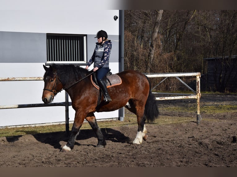 Sangre fría polaco Caballo castrado 7 años 166 cm Castaño in Chelmno