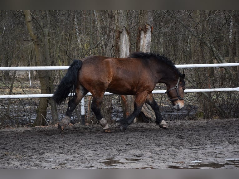 Sangre fría polaco Caballo castrado 7 años 166 cm Castaño in Chełmno