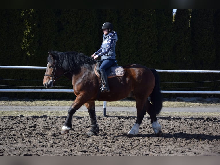 Sangre fría polaco Caballo castrado 7 años 166 cm Castaño in Chełmno
