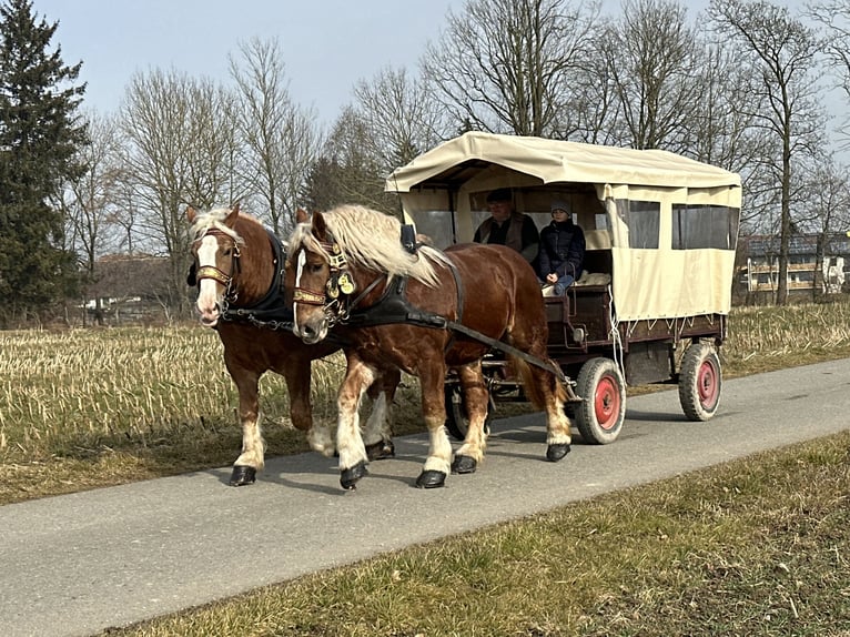 Sangre fría polaco Caballo castrado 7 años 167 cm Alazán in Riedlingen