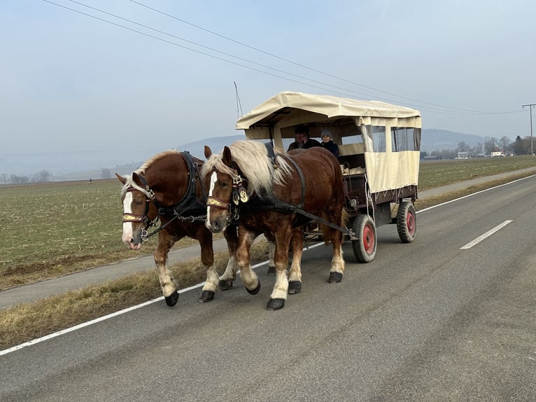 Sangre fría polaco Caballo castrado 7 años 168 cm Alazán in Riedlingen