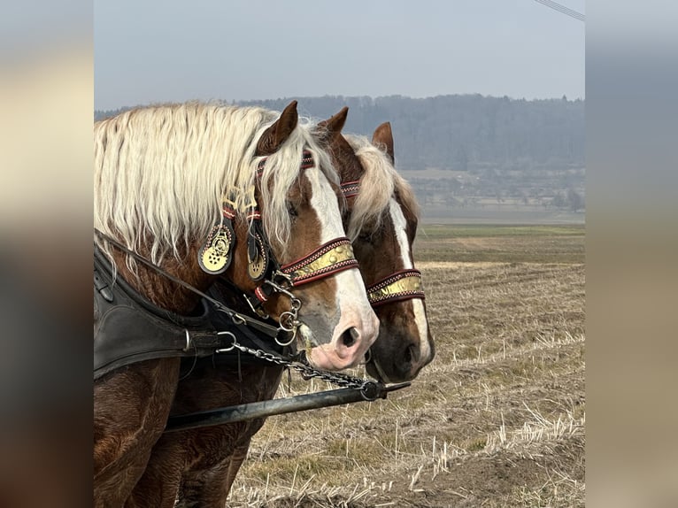 Sangre fría polaco Caballo castrado 7 años 168 cm Alazán in Riedlingen