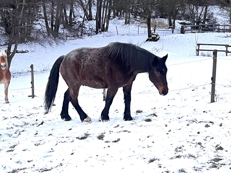Sangre fría polaco Mestizo Caballo castrado 7 años 168 cm Castaño-ruano in Perasdorf