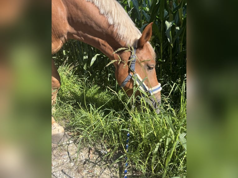 Sangre fría polaco Mestizo Caballo castrado 8 años 155 cm Alazán in Peißenberg