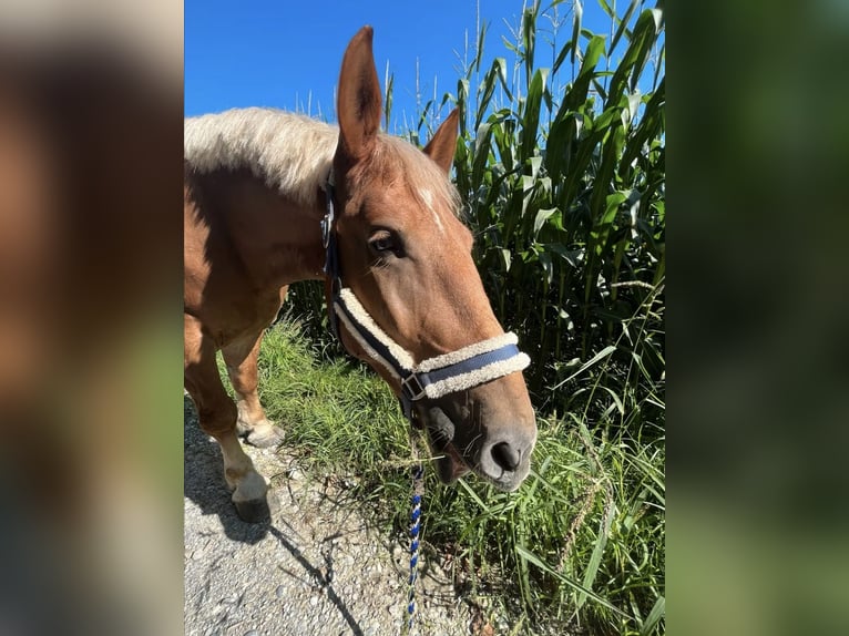 Sangre fría polaco Mestizo Caballo castrado 8 años 155 cm Alazán in Peißenberg