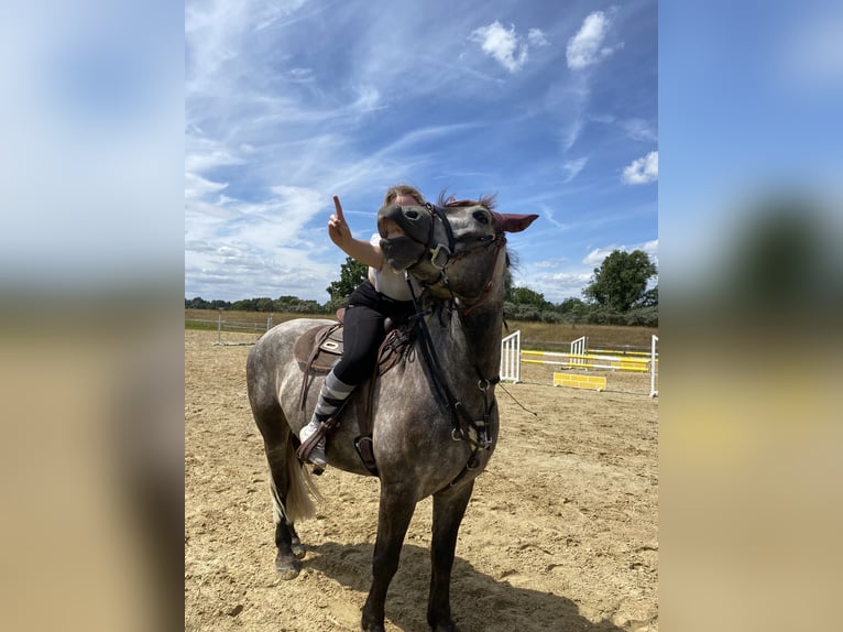 Sangre fría polaco Caballo castrado 8 años 159 cm Tordo in Borna