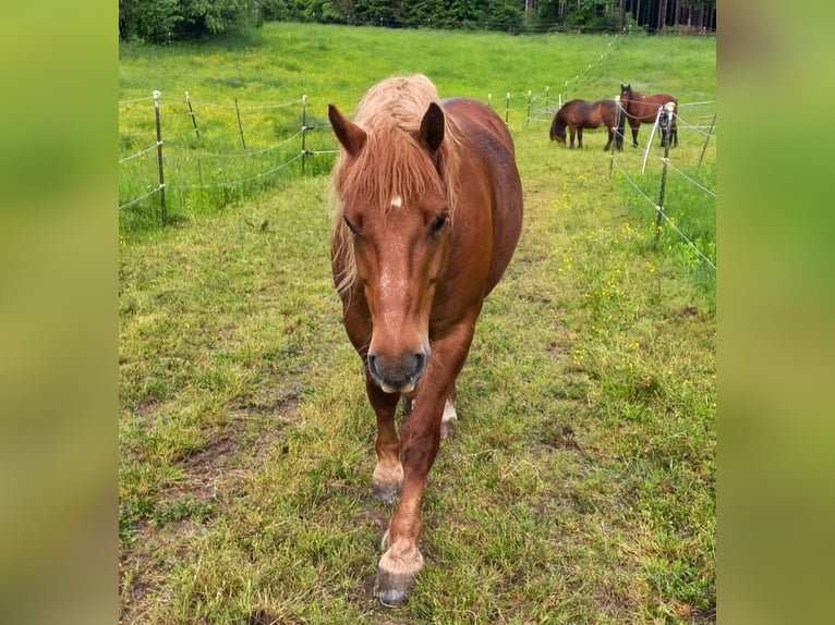 Sangre fría polaco Caballo castrado 9 años 155 cm Alazán in Weil