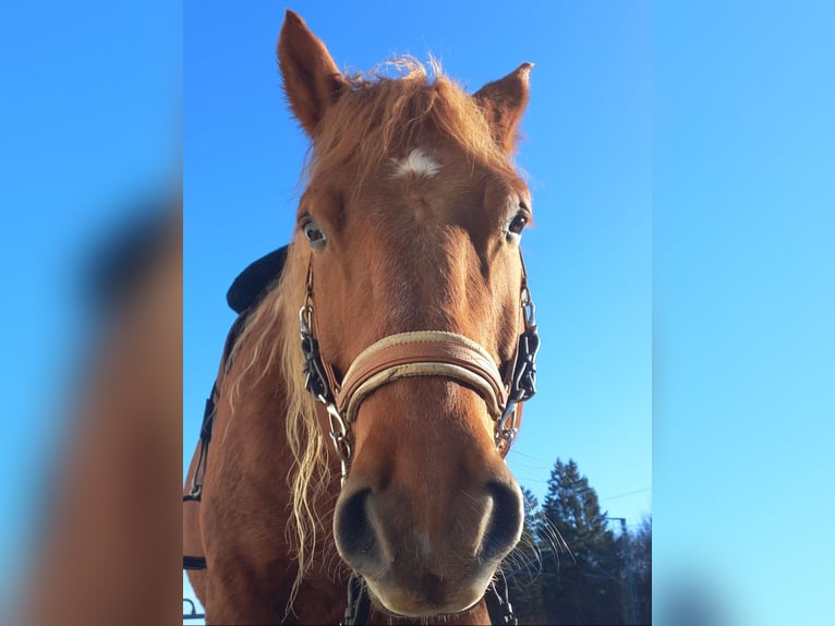 Sangre fría polaco Caballo castrado 9 años 155 cm Alazán in Weil