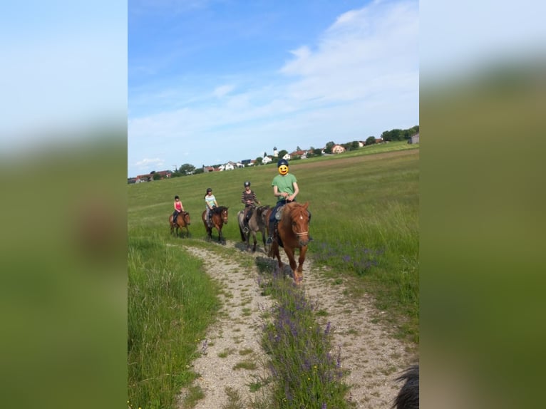 Sangre fría polaco Caballo castrado 9 años 155 cm Alazán in Weil