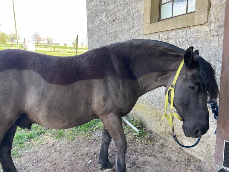 Sangre fría polaco Caballo castrado 9 años 155 cm  in Möckmühl