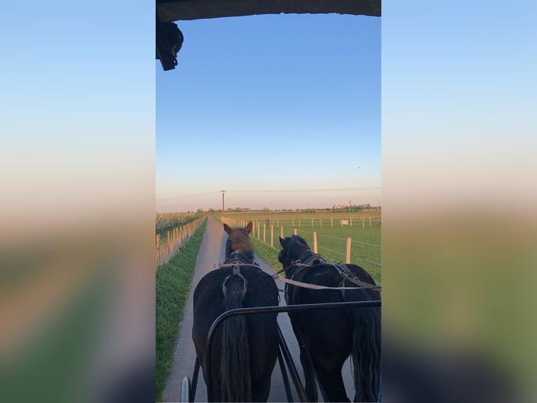 Sangre fría polaco Caballo castrado 9 años 161 cm Negro in Willich