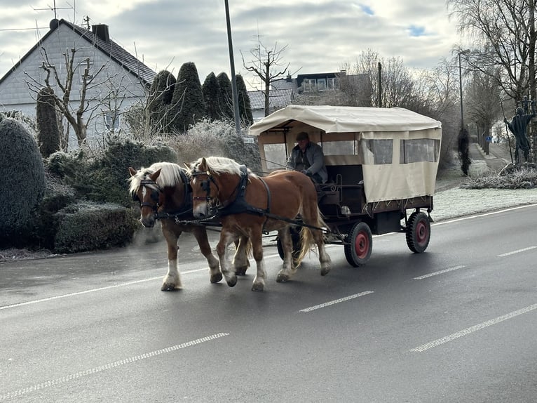 Sangre fría polaco Caballo castrado 9 años 162 cm Alazán in Riedlingen