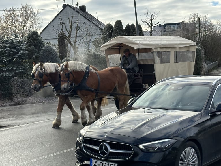 Sangre fría polaco Caballo castrado 9 años 162 cm Alazán in Riedlingen