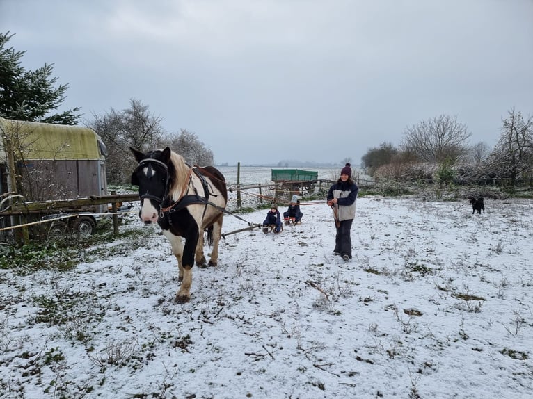 Sangre fría polaco Caballo castrado 9 años 162 cm Pío in Pfungstadt