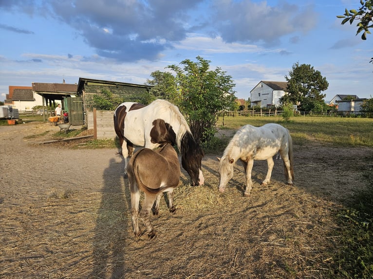 Sangre fría polaco Caballo castrado 9 años 162 cm Pío in Pfungstadt