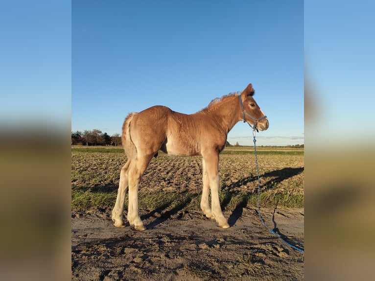 Sangre fría polaco Semental 1 año 160 cm Alazán in Studzianka