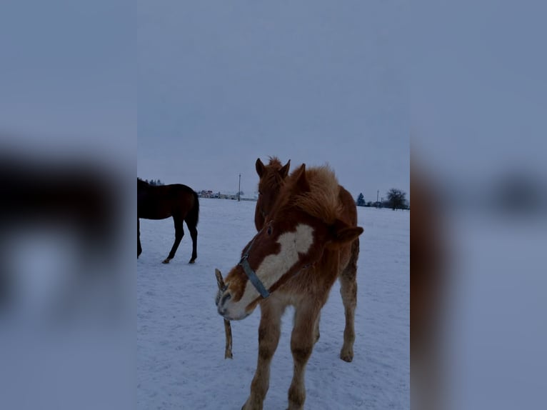 Sangre fría polaco Semental 1 año 160 cm Alazán in Studzianka