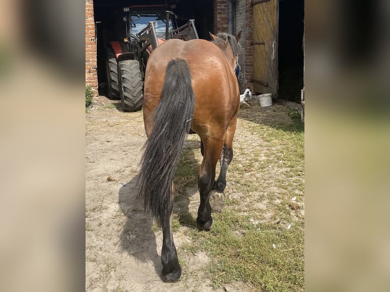 Sangre fría polaco Mestizo Semental 1 año 160 cm Castaño rojizo in &#x141;adzy&#x144;