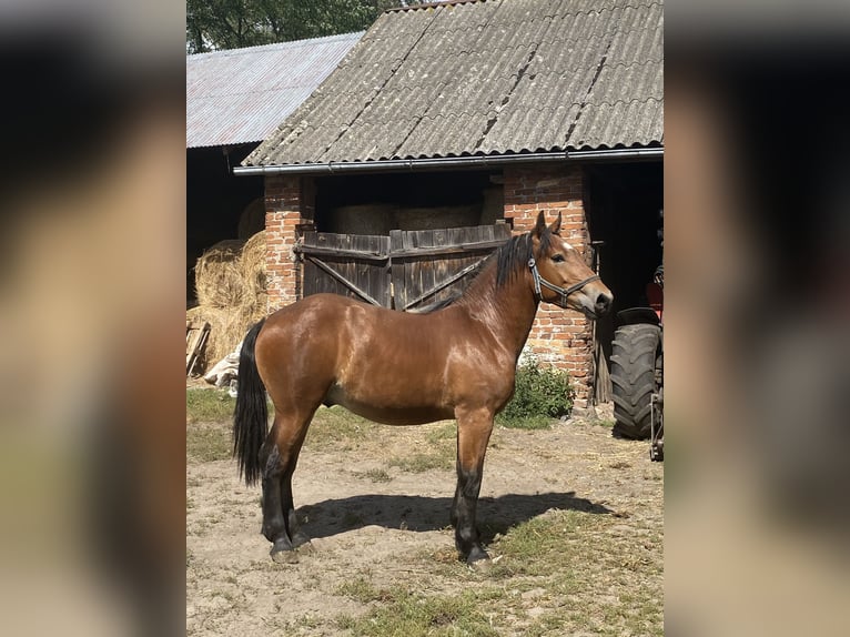 Sangre fría polaco Mestizo Semental 1 año 160 cm Castaño rojizo in &#x141;adzy&#x144;