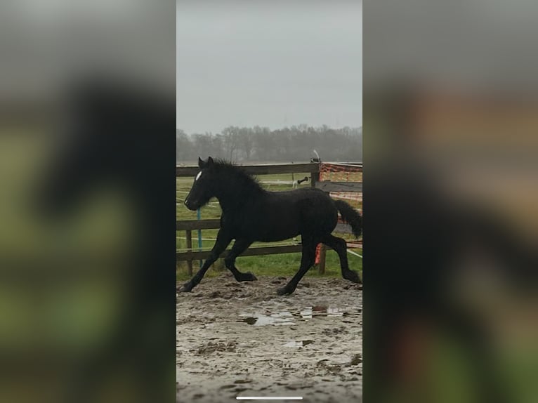 Sangre fría polaco Mestizo Semental 1 año 160 cm Negro in Cloppenburg