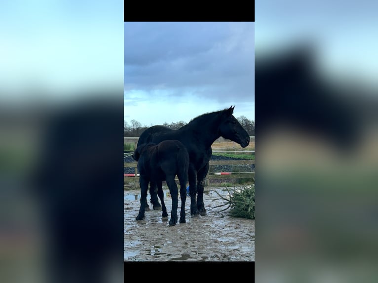 Sangre fría polaco Mestizo Semental 1 año 160 cm Negro in Cloppenburg