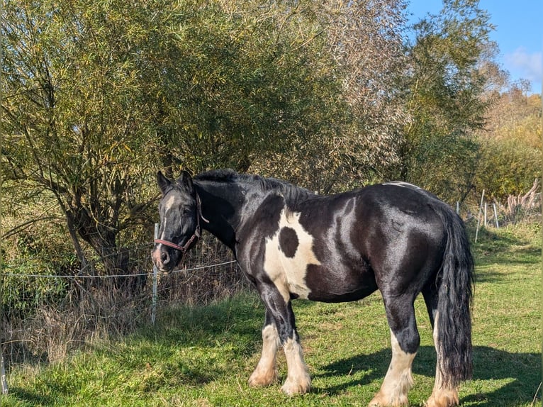 Sangre fría polaco Semental 7 años 155 cm Pío in Nentershausen