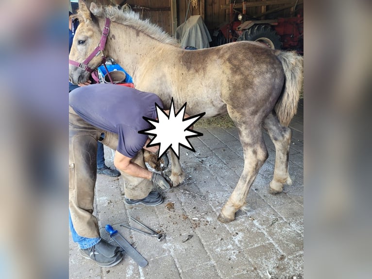 Sangre fría polaco Semental Potro (06/2025) 156 cm Alazán in Winsen (Aller)