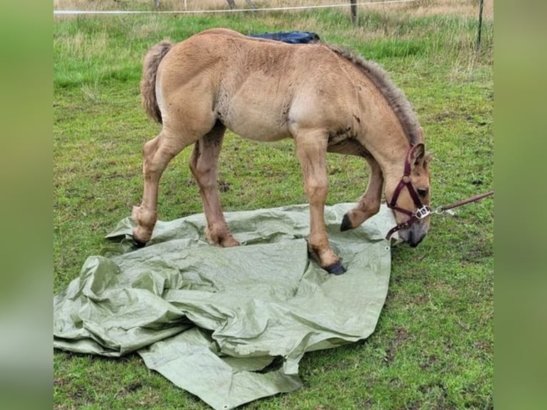 Sangre fría polaco Semental Potro (06/2025) 156 cm Alazán in Winsen (Aller)