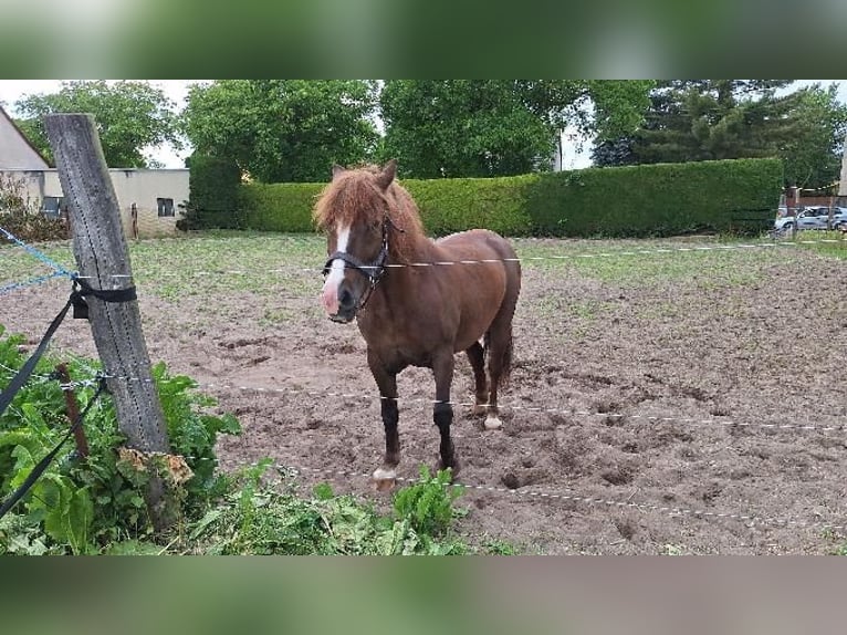 Sangre fría polaco Mestizo Yegua 10 años 150 cm Alazán-tostado in Dessau