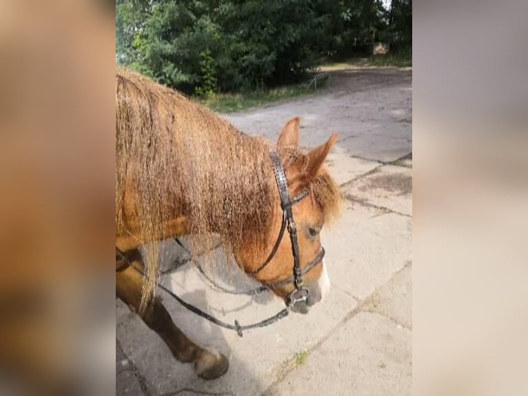 Sangre fría polaco Mestizo Yegua 10 años 150 cm Alazán-tostado in Dessau