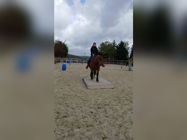 Sangre fría polaco Yegua 11 años 156 cm Castaño in Weyerbusch