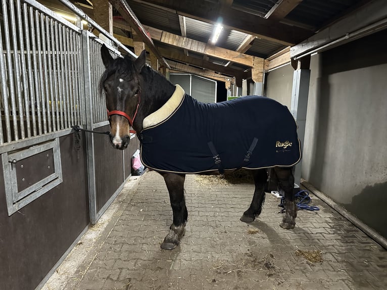 Sangre fría polaco Yegua 11 años 157 cm Castaño in Meppen