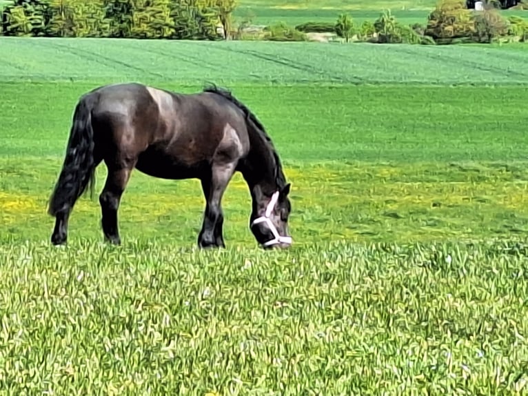 Sangre fría polaco Mestizo Yegua 11 años 165 cm Morcillo in Gladenbach