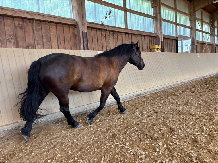 Sangre fría polaco Mestizo Yegua 11 años 165 cm Morcillo in Gladenbach