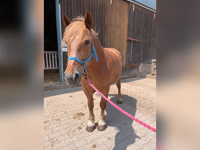 Sangre fría polaco Yegua 11 años Alazán in Neuendettelsau