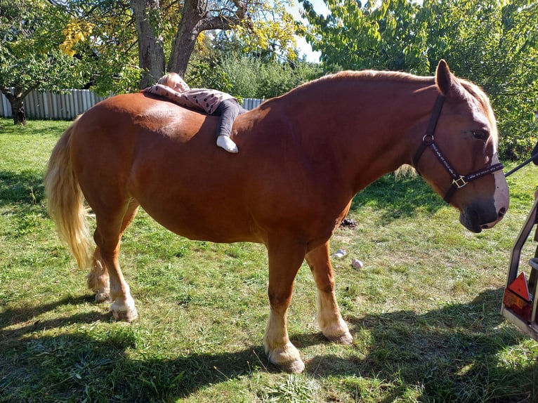 Sangre fría polaco Yegua 13 años 160 cm Alazán in Löbnitz