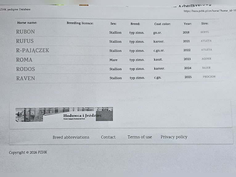 Sangre fría polaco Yegua 13 años 160 cm Pío in Bad Grund