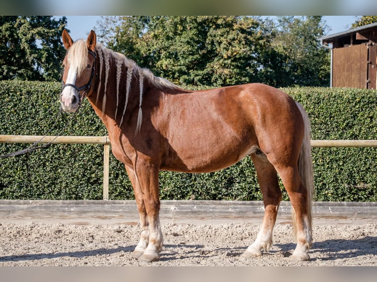 Sangre fría polaco Yegua 13 años 165 cm Alazán in Ingelheim am Rhein