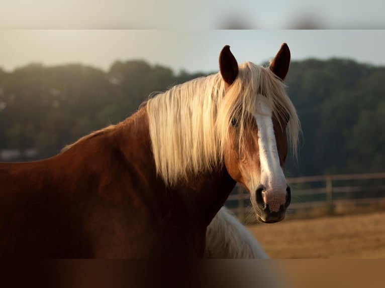 Sangre fría polaco Yegua 13 años 165 cm Alazán in Ingelheim am Rhein