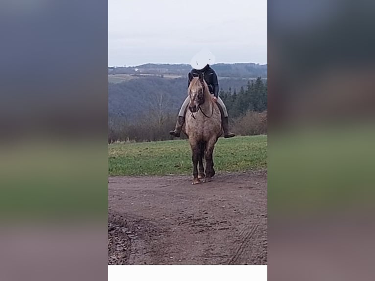 Sangre fría polaco Mestizo Yegua 15 años 163 cm Atigrado/Moteado in Niederkumbd