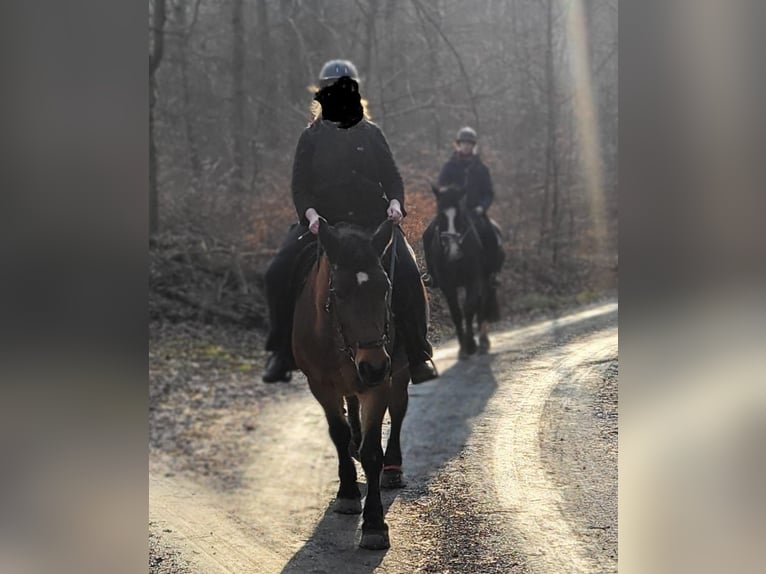Sangre fría polaco Yegua 16 años 160 cm Castaño in Maulbronn