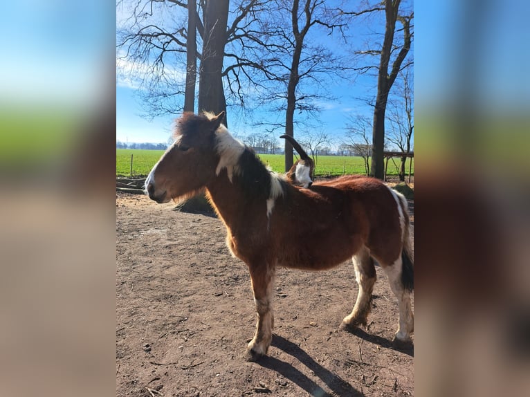 Sangre fría polaco Yegua 1 año 145 cm Pío in Petershagen