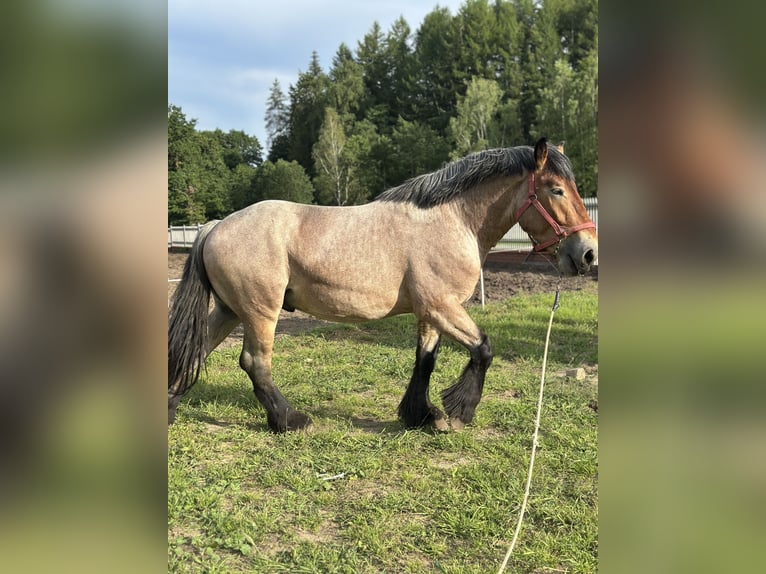 Sangre fría polaco Yegua 2 años 162 cm Castaño-ruano in Przodkowo