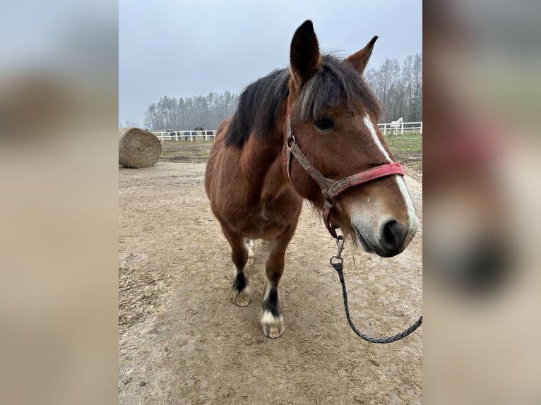 Sangre fría polaco Yegua 2 años Castaño in Sławoborze