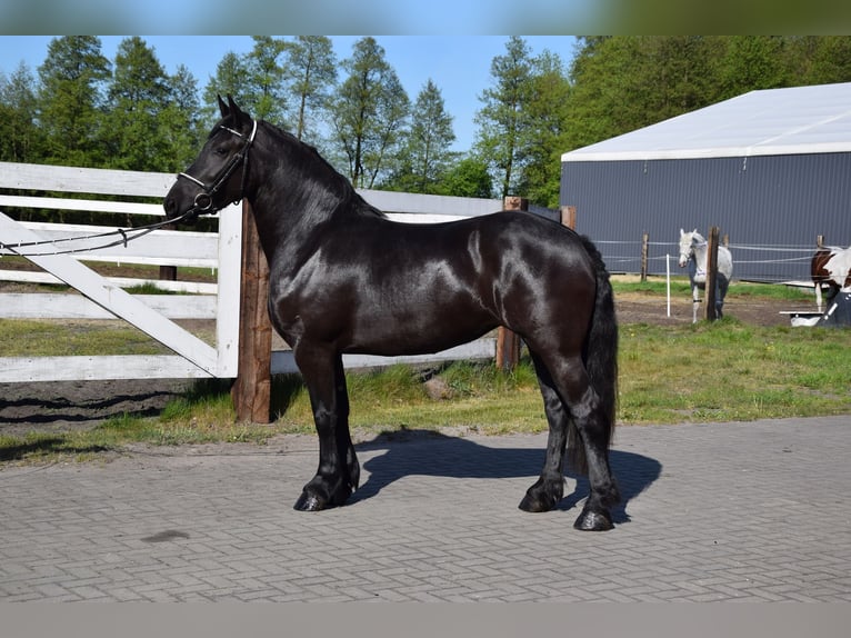 Sangre fría polaco Yegua 3 años 155 cm Negro in Che&#x142;mno