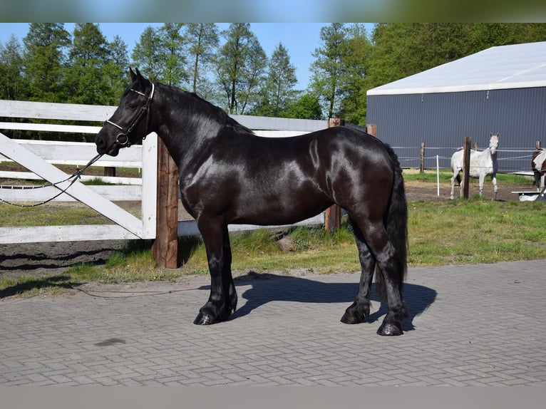 Sangre fría polaco Mestizo Yegua 3 años 155 cm Negro in Chełmno