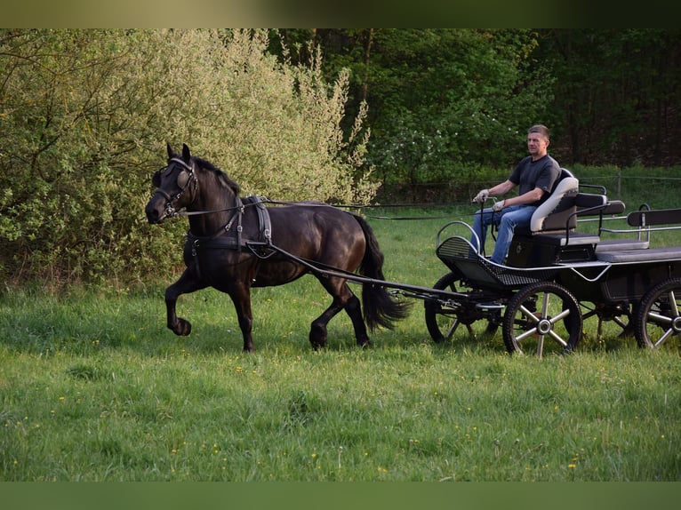 Sangre fría polaco Yegua 3 años 155 cm Negro in Che&#x142;mno