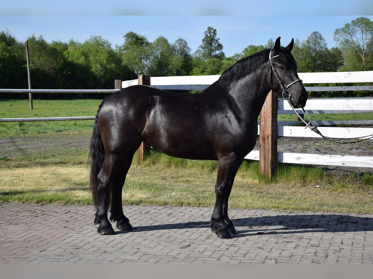 Sangre fría polaco Mestizo Yegua 3 años 155 cm Negro in Chełmno