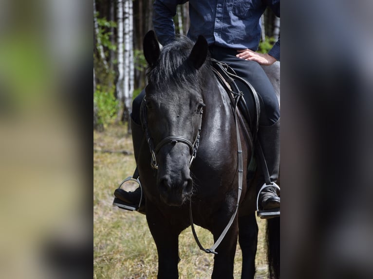 Sangre fría polaco Yegua 3 años 155 cm Negro in Che&#x142;mno